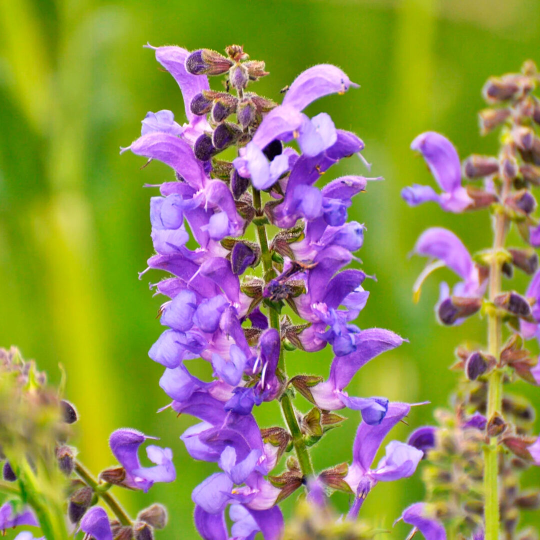 wiesensalbei-salvia-pratensis-2