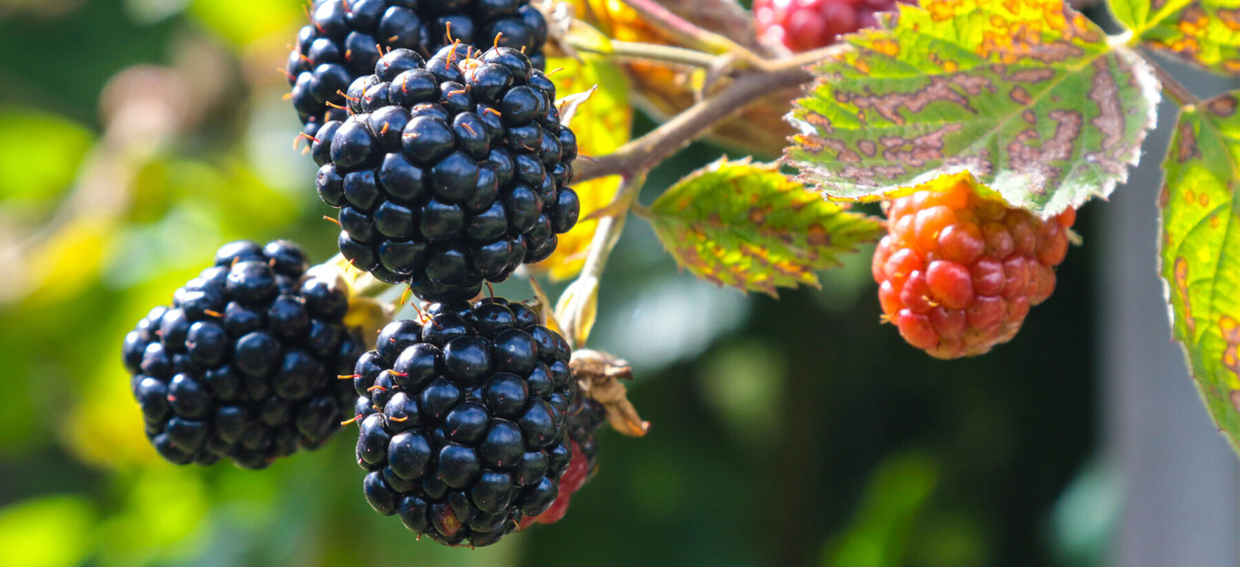 Brombeeren_jametlene-reskp-IpH92kE2NA4-unsplash