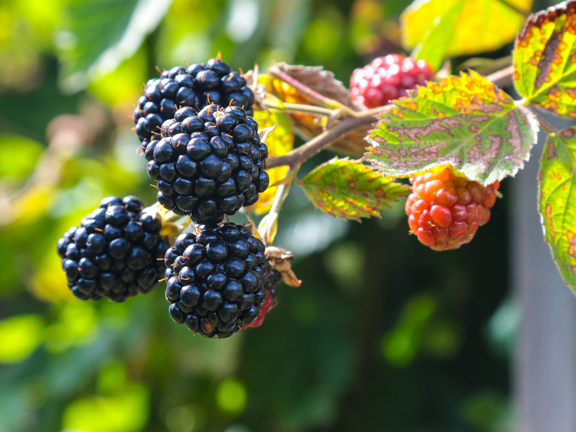 Brombeeren_jametlene-reskp-IpH92kE2NA4-unsplash
