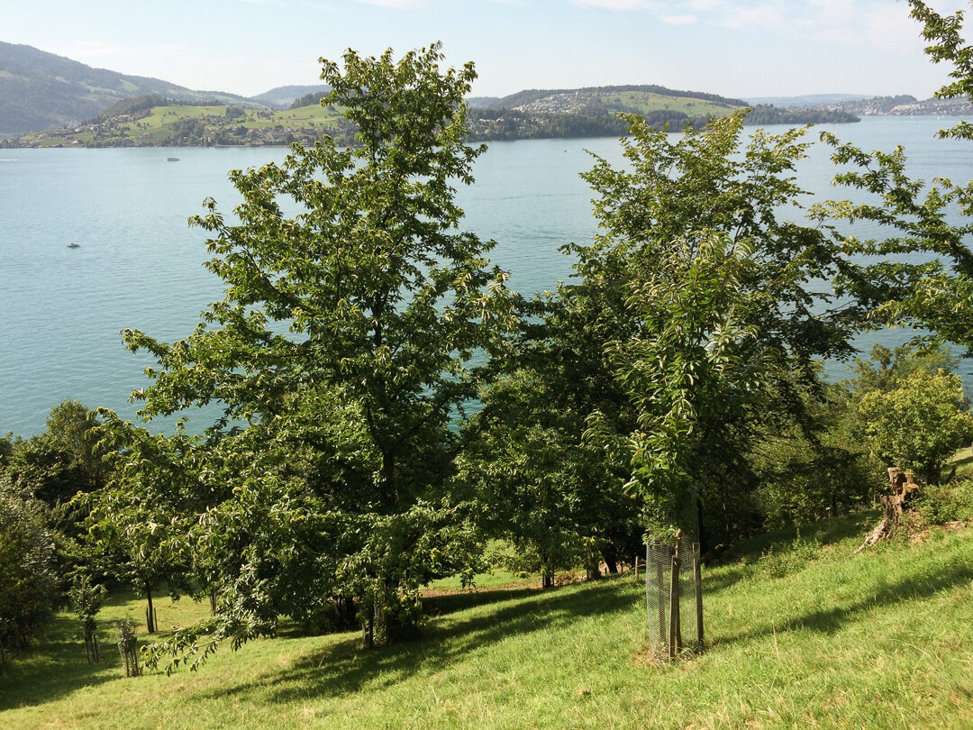 Culinarium-Alpinum_Fokusthema_Kastanien_0